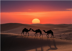 日暮黄昏沙漠落日余晖骆驼图片